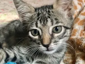 Gato raça sem raça  idade Abaixo de 2 meses nome fosco