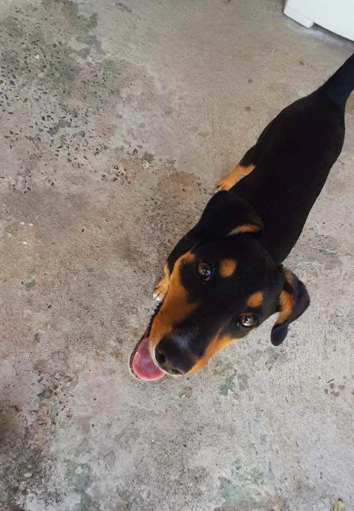 Cachorro raça  idade 2 a 6 meses nome Lolla