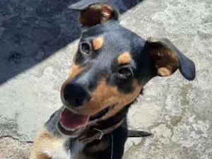 Cachorro raça  idade 2 a 6 meses nome Lolla