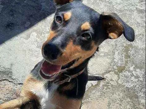 Cachorro raça  idade 2 a 6 meses nome Lolla