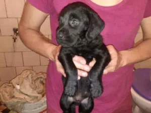 Cachorro raça SRD idade 2 a 6 meses nome Tron