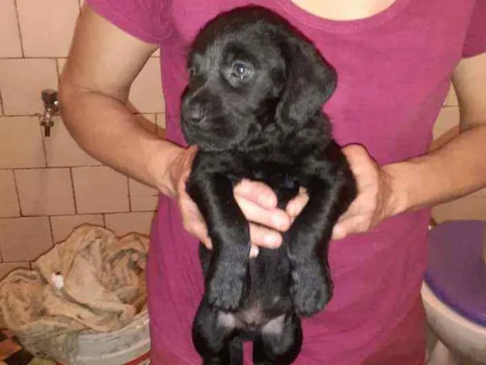 Cachorro ra a SRD idade 2 a 6 meses nome Tron