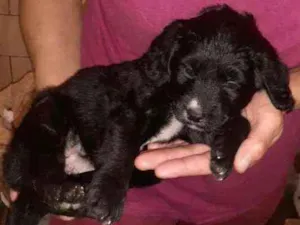 Cachorro raça SRD idade 2 a 6 meses nome Molly