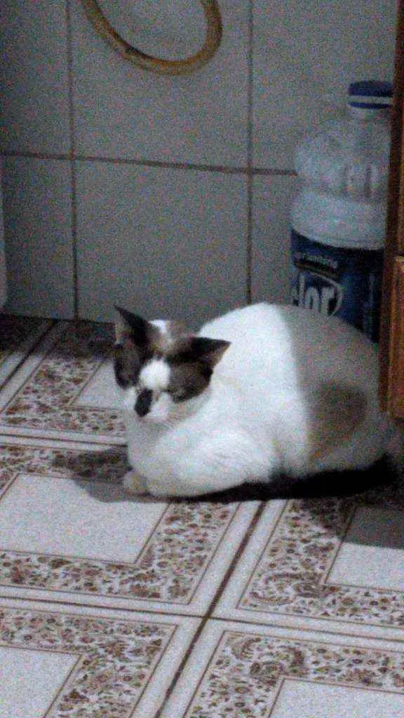 Gato ra a SRD idade 2 anos nome Sem nome