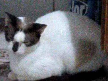 Gato ra a SRD idade 2 anos nome Sem nome