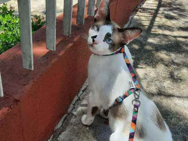 Gato ra a Não definida idade 7 a 11 meses nome Guto