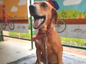 Cachorro raça SRD-ViraLata idade 3 anos nome Ciça