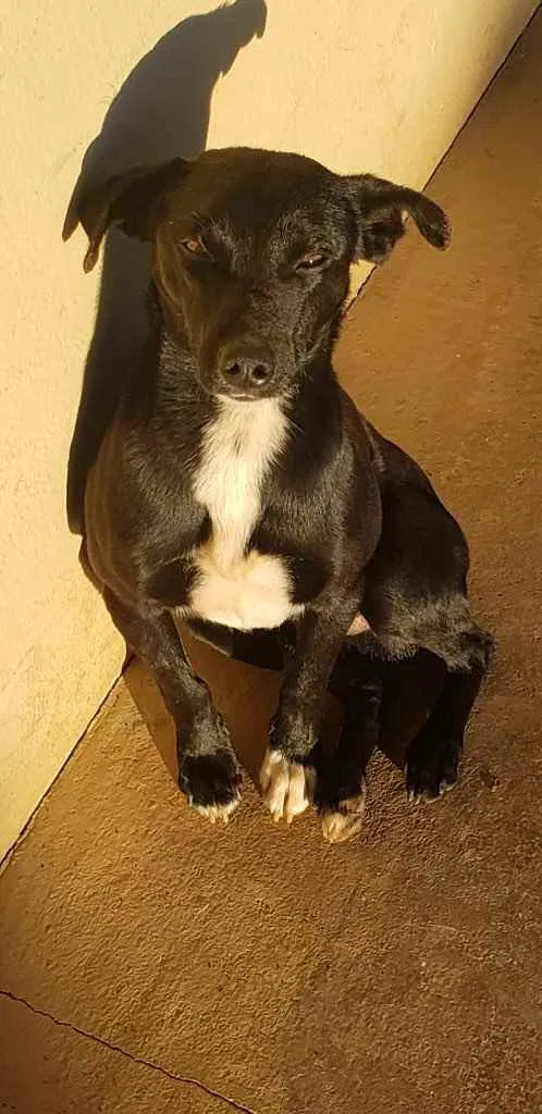 Cachorro raça Sem raça definida  idade 1 ano nome Dedezinho 