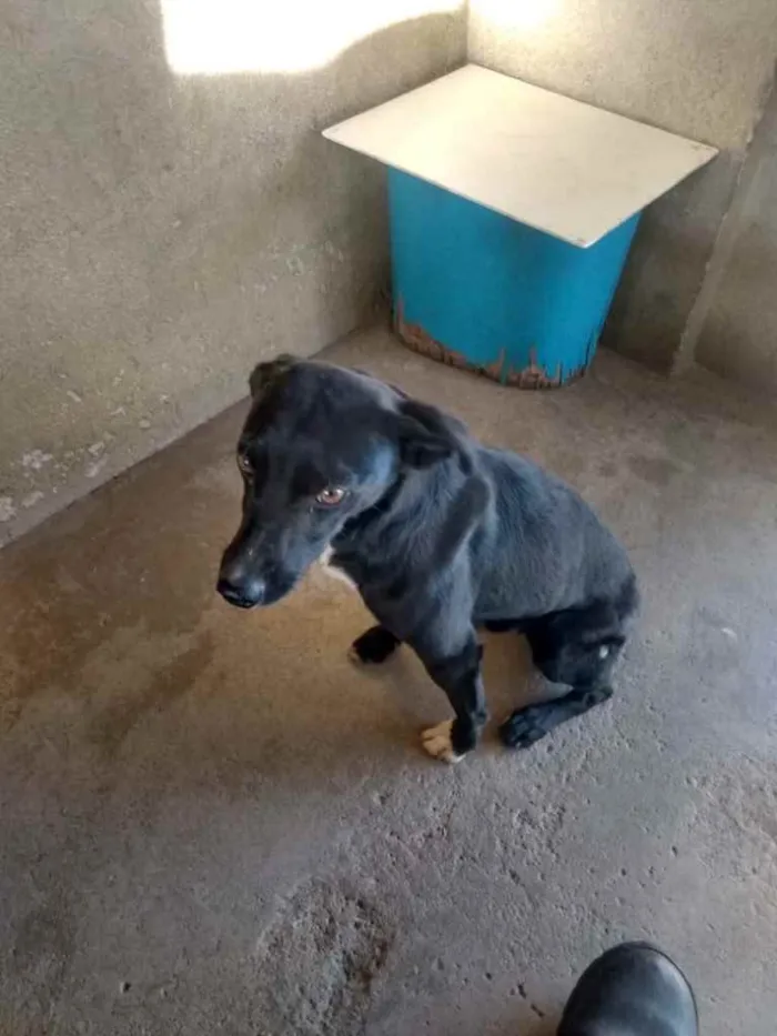 Cachorro raça Sem raça definida  idade 1 ano nome Dedezinho 