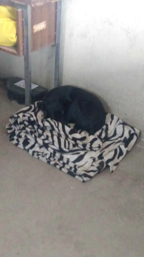 Cachorro raça Sem raça definida  idade 1 ano nome Dedezinho 