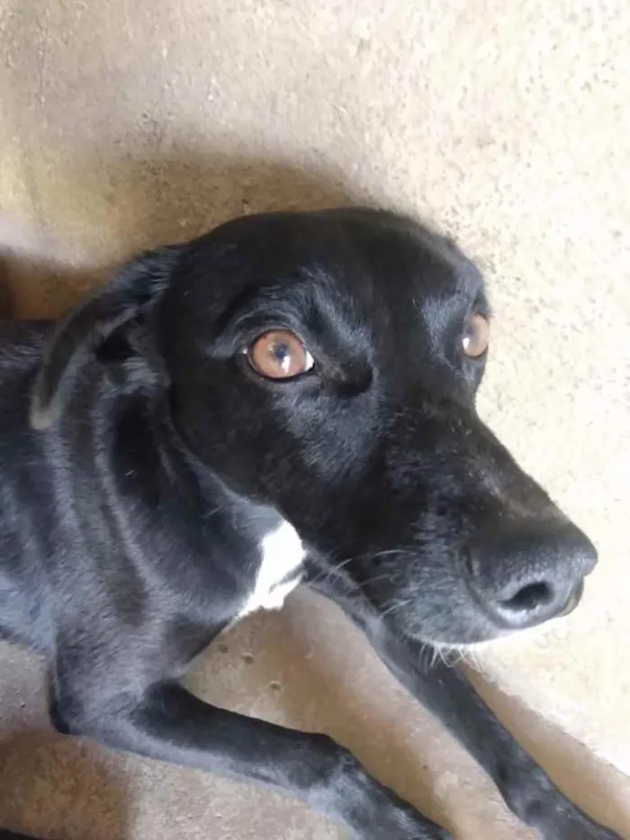 Cachorro raça Sem raça definida  idade 1 ano nome Dedezinho 