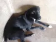 Dedezinho 