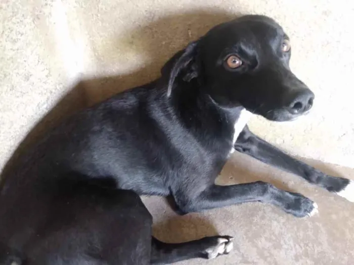 Cachorro raça Sem raça definida  idade 1 ano nome Dedezinho 
