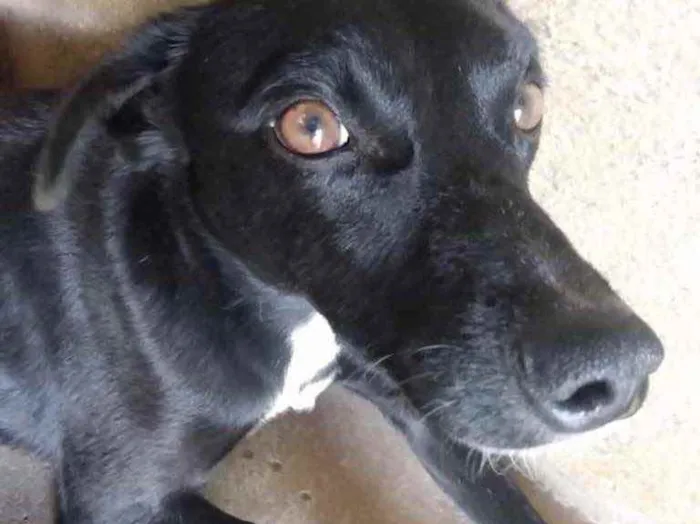 Cachorro raça Sem raça definida  idade 1 ano nome Dedezinho 