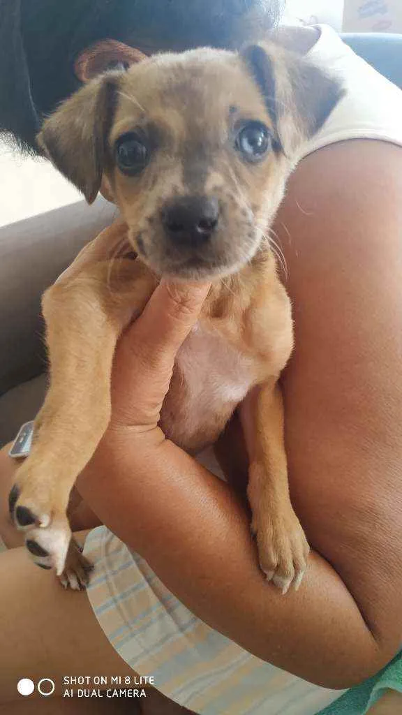 Cachorro ra a Vira lata idade Abaixo de 2 meses nome Belinha