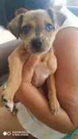 Belinha