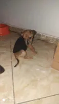 Belinha
