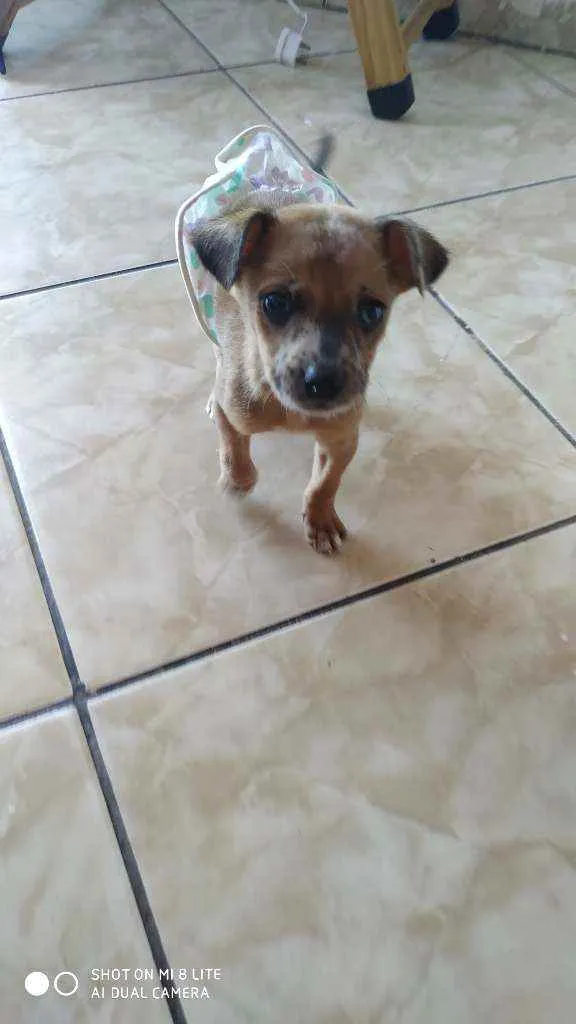 Cachorro ra a Vira lata idade Abaixo de 2 meses nome Belinha