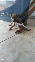 Belinha