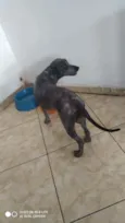Belinha
