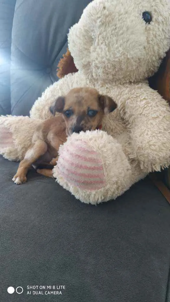 Cachorro ra a Vira lata idade Abaixo de 2 meses nome Belinha