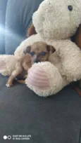 Belinha