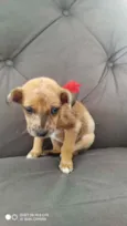 Belinha