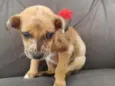 Belinha