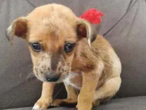 Cachorro raça Vira lata idade Abaixo de 2 meses nome Belinha