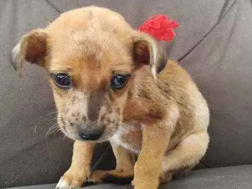 Cachorro ra a Vira lata idade Abaixo de 2 meses nome Belinha