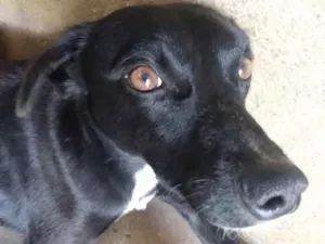 Cachorro raça Sem raça definida  idade 1 ano nome Dedezinho 