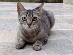 Gato raça  idade 2 a 6 meses nome Sem nome