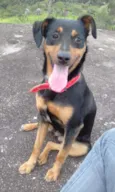 Pipoca
