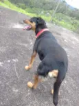 Pipoca