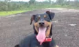 Pipoca