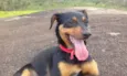 Pipoca