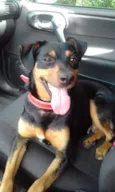Pipoca