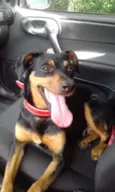 Pipoca