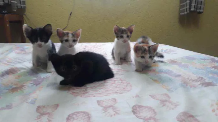 Gato raça Sem raça definida idade 2 a 6 meses nome Lindos filhotes !! 