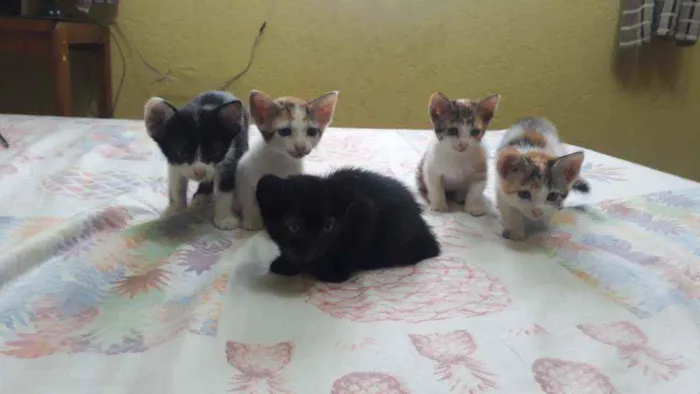 Gato raça Sem raça definida idade 2 a 6 meses nome Lindos filhotes !! 