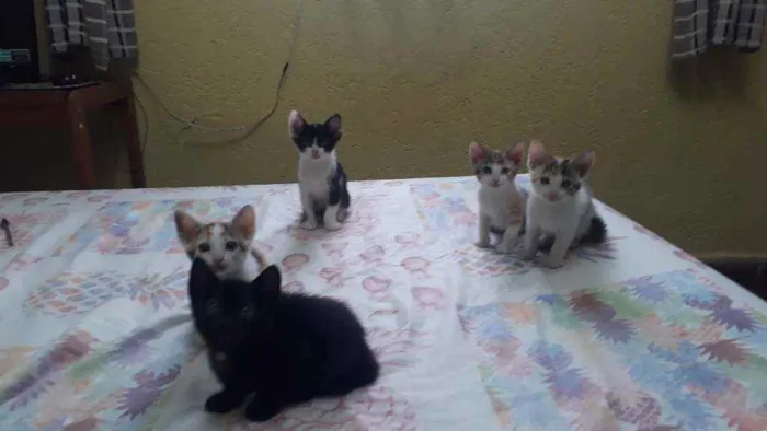 Gato raça Sem raça definida idade 2 a 6 meses nome Lindos filhotes !! 