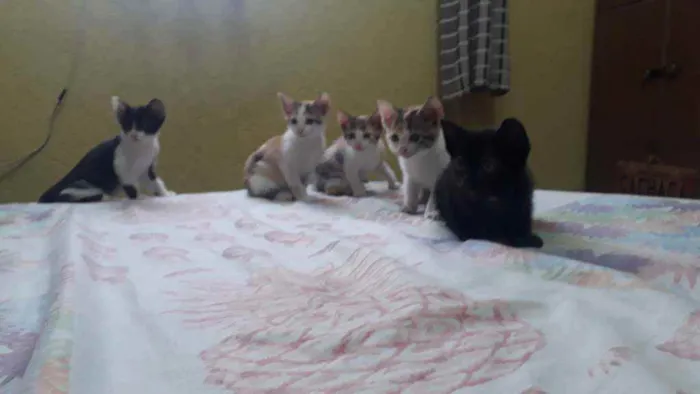 Gato raça Sem raça definida idade 2 a 6 meses nome Lindos filhotes !! 