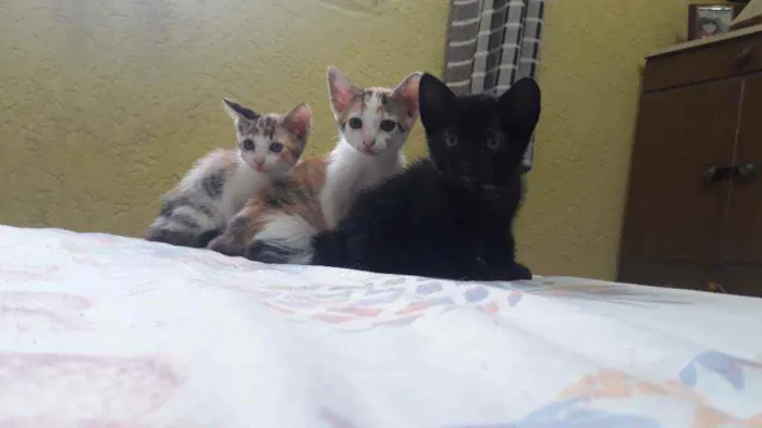 Gato raça Sem raça definida idade 2 a 6 meses nome Lindos filhotes !! 