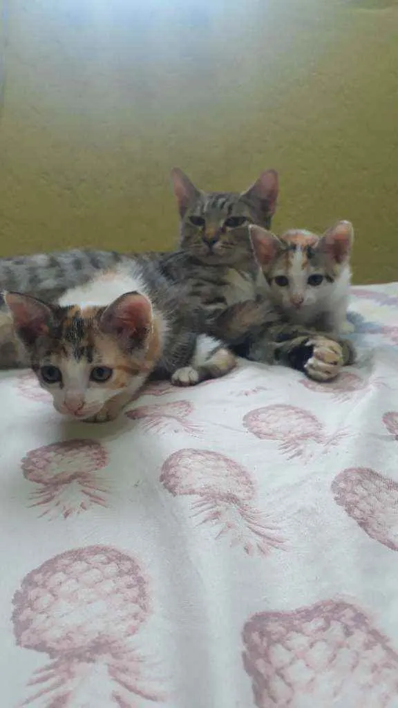 Gato raça Sem raça definida idade 2 a 6 meses nome Lindos filhotes !! 