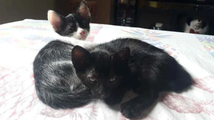 Gato raça Sem raça definida idade 2 a 6 meses nome Lindos filhotes !! 