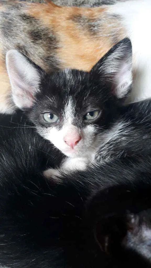 Gato raça Sem raça definida idade 2 a 6 meses nome Lindos filhotes !! 