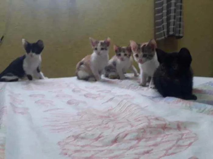 Gato raça Sem raça definida idade 2 a 6 meses nome Lindos filhotes !! 