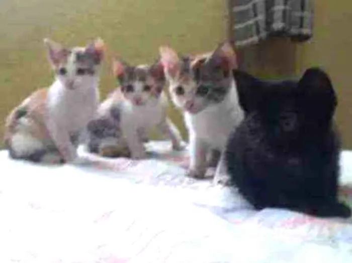 Gato raça Sem raça definida idade 2 a 6 meses nome Lindos filhotes !! 