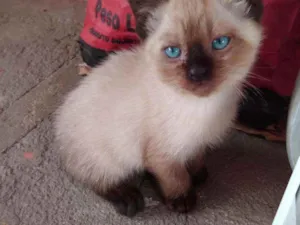 Gato raça Siamês idade 2 a 6 meses nome A critério do dono.