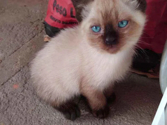 Gato ra a Siamês idade 2 a 6 meses nome A critério do dono.